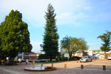 2009年　ウ大から贈られた創立40周年記念樹（中央の樹）